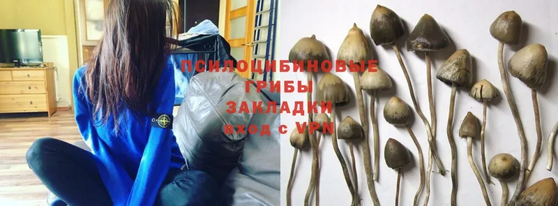 Галлюциногенные грибы Cubensis  закладка  Катайск 